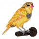 Patche écusson oiseau jaune