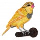 Patche écusson broderie oiseau jaune brodé